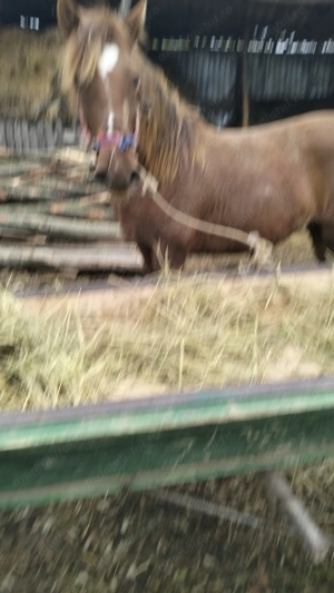 De vânzare.......... - imagine 2