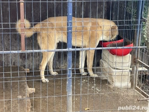 kangal, mascul 11 luni.
