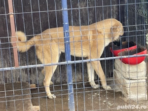 kangal, mascul 11 luni. - imagine 2