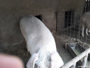 vând porci  - imagine 3