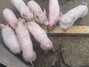 Purcei de carne  - imagine 2