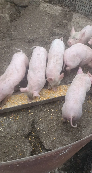 Purcei de carne  - imagine 3