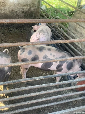 Vand purceii  - imagine 3