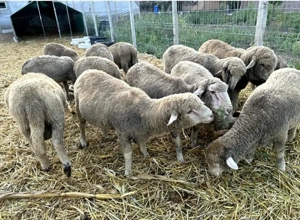 Vand schimb berbecuți 