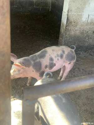 Vand purceii  - imagine 2