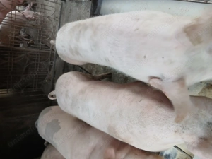 Porci pentru sacrificat - imagine 5