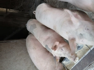 Porci pentru sacrificat - imagine 3