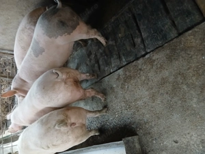 Porci pentru sacrificat - imagine 2