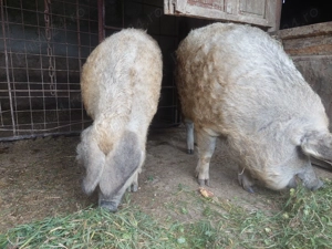 Porc mangalita - imagine 2