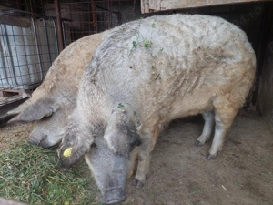 Porc mangalita - imagine 3