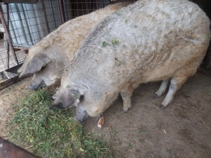 Porc mangalita - imagine 4