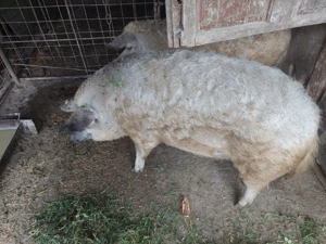 Porc mangalita - imagine 5