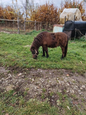 Ponei bland și prietenos - imagine 2