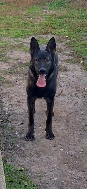 Femela Ciobanesc German în vârstă de 1 an