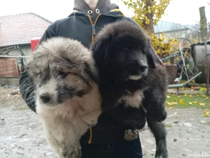 de vinzare cîine si catea de bucovina