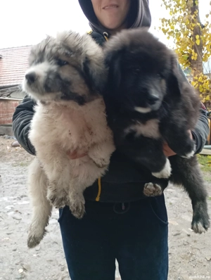 de vinzare cîine si catea de bucovina - imagine 2