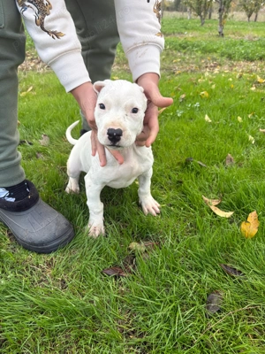 Dog argentinian femela  - imagine 2