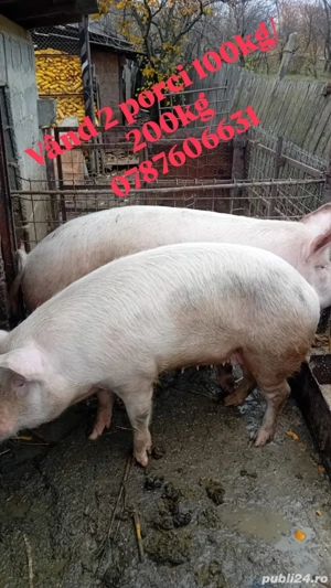 Vand porci   - imagine 2