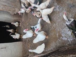 vând rațe mute  - imagine 2