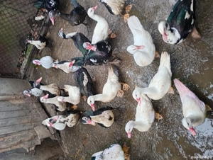 vând rațe mute  - imagine 4