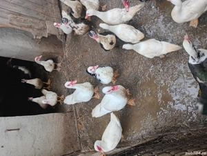 vând rațe mute  - imagine 3