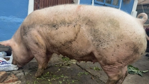 Vând această scroafa la 15 lei kg