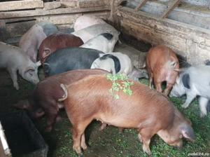 Șoldănei 40-45 KG - imagine 1