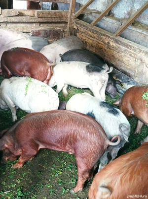 Șoldănei 40-45 KG - imagine 4