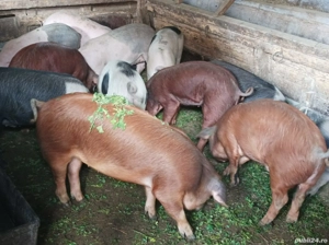 Șoldănei 40-45 KG - imagine 2