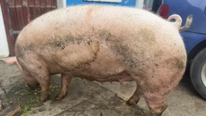 Porc de vânzare 