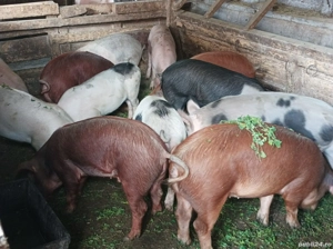 Șoldănei 40-45 KG - imagine 3