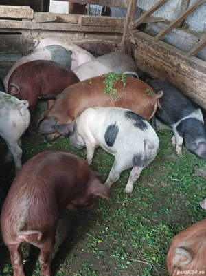 Șoldănei 40-45 KG - imagine 5