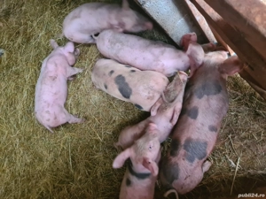 purcei      . - imagine 3