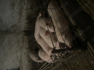 Porci de vânzare crescuți în gospodărie  - imagine 3
