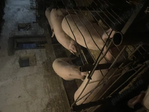 Porci de vânzare crescuți în gospodărie  - imagine 4
