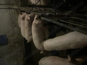 Porci de vânzare crescuți în gospodărie  - imagine 2
