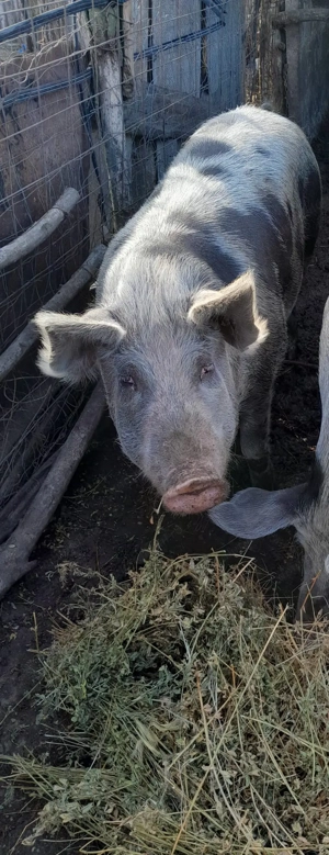 Porci de vânzare  - imagine 2