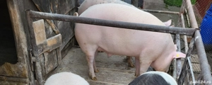 Porci de vanzare.