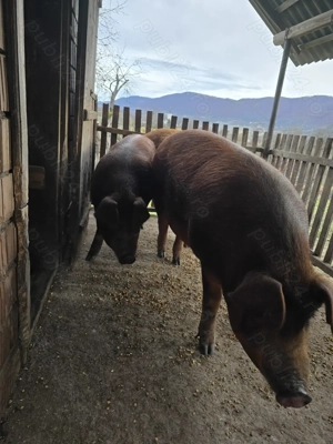 Vand porci cu greutate intre 140-180kg - imagine 3