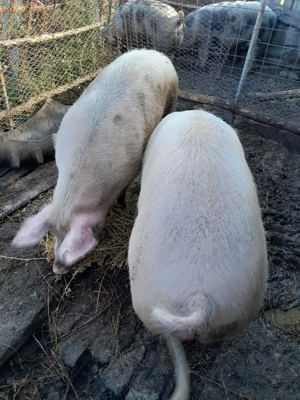 Porci de vânzare  - imagine 4