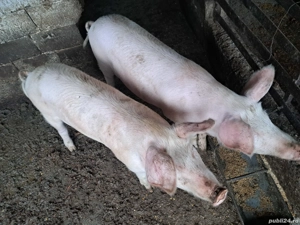 porci de vânzare 100 kg - imagine 2