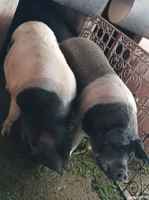 Porci 170-200 Kg - imagine 4