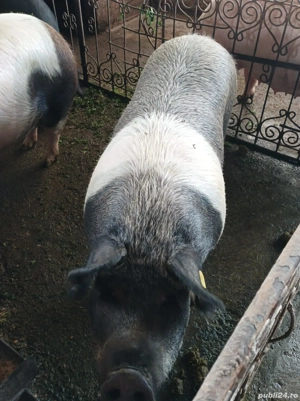 Porci 170-200 Kg - imagine 3