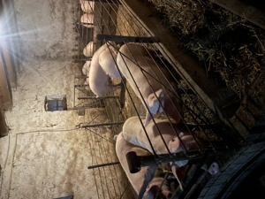 Porci de vânzare crescuți în gospodărie 