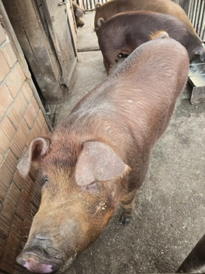 Vand porci cu greutate intre 140-180kg