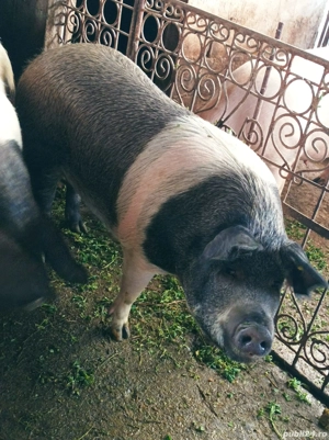 Porci 170-200 Kg - imagine 5