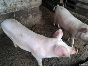 porci de vânzare 100 kg - imagine 3