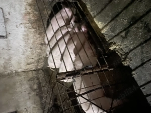 Porci de vânzare crescuți în gospodărie  - imagine 5