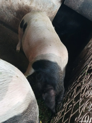 Porci 170-200 Kg - imagine 2