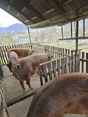 Vand porci cu greutate intre 140-180kg - imagine 5
